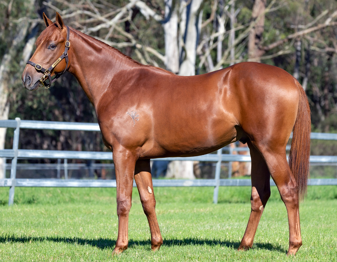 JUSTIFY x SAVAPINSKI Chestnut Colt to be Trained by CIARON MAHER